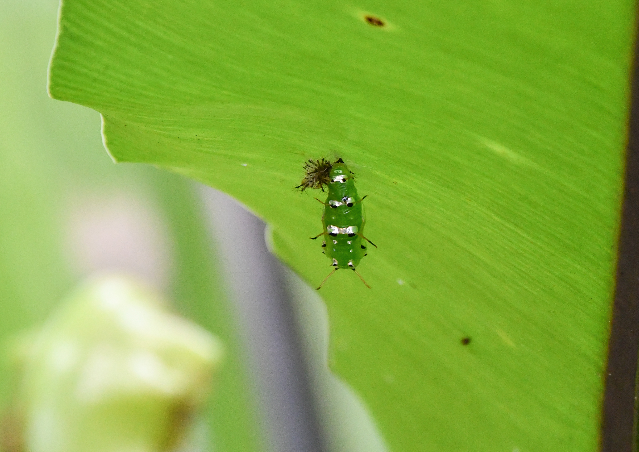 Bordered Rustic chrysalis