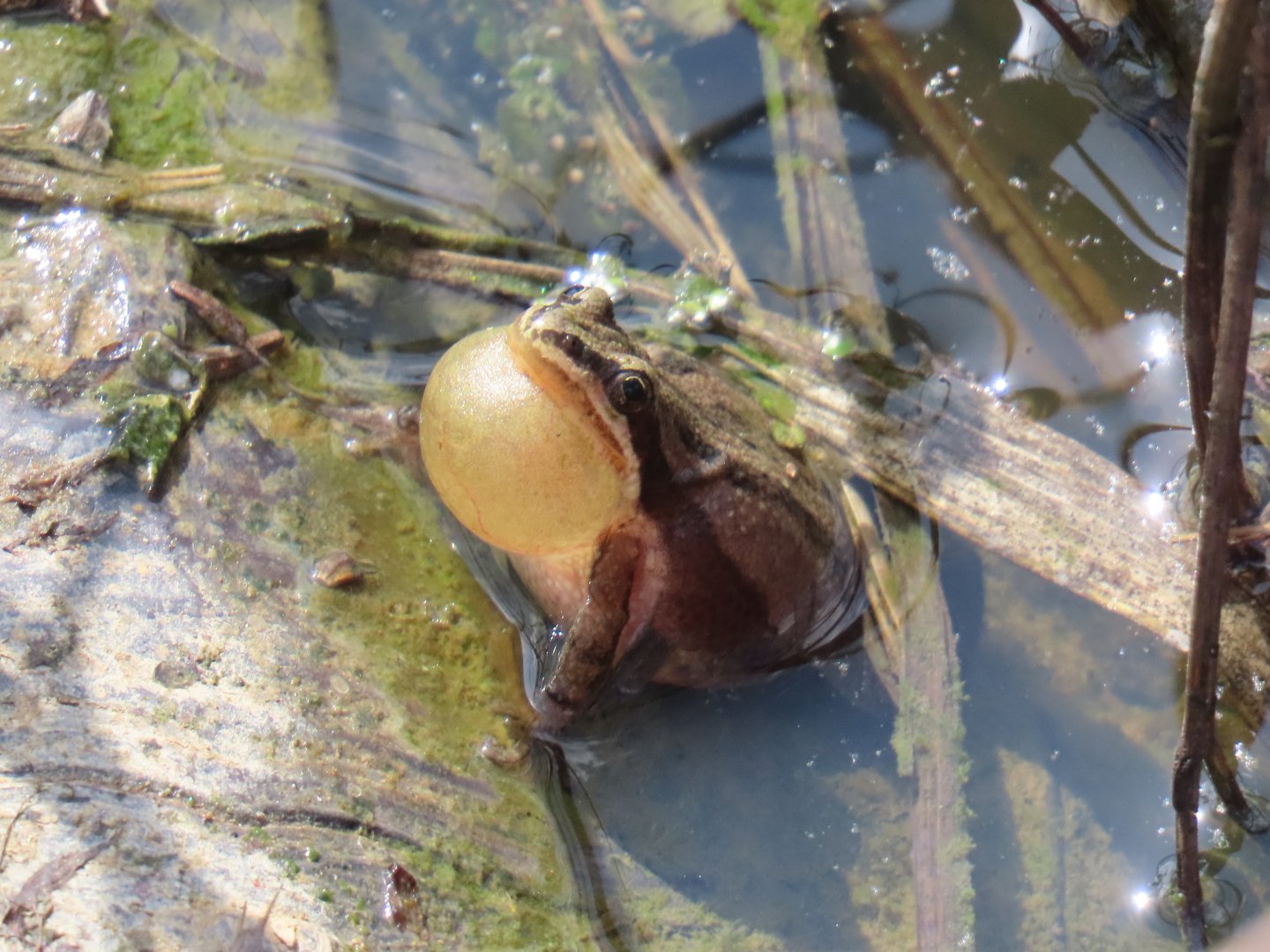 Boreal Chorus Frog (Pseudacris maculata)