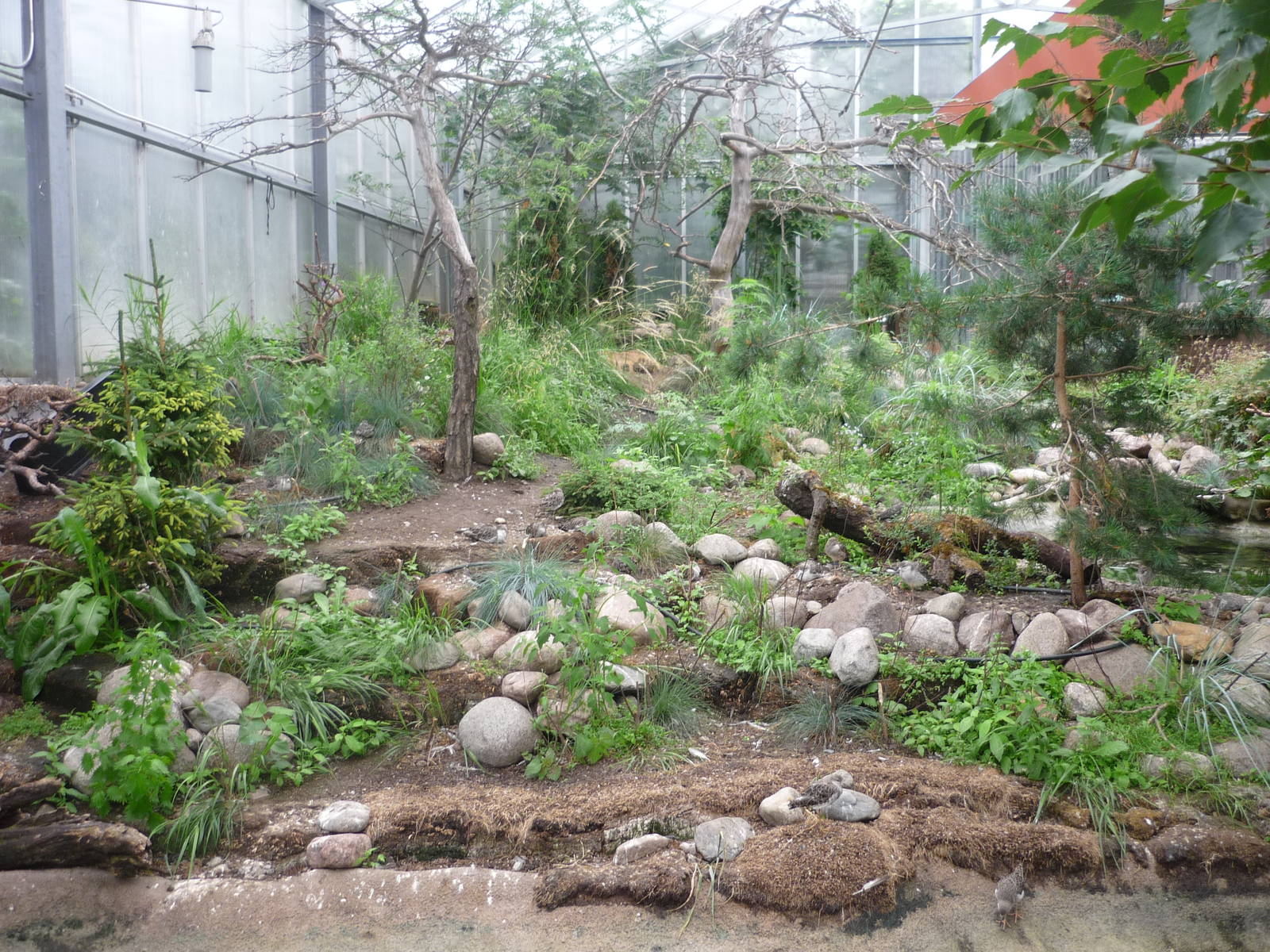 Boreal Forest Exhibit
