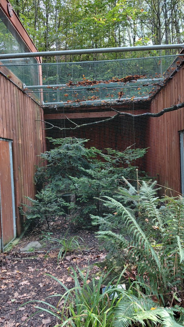 Boreal owl aviary