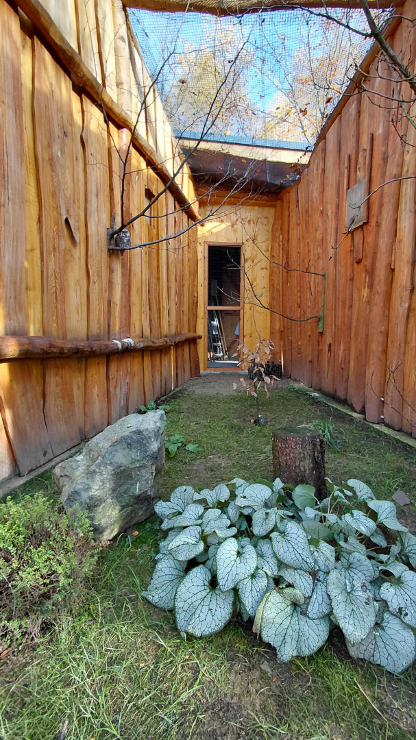 Boreal owl aviary