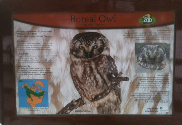 Boreal Owl Education Sign