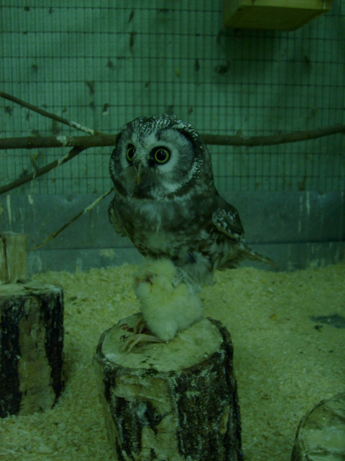 Boreal owl (phased out)