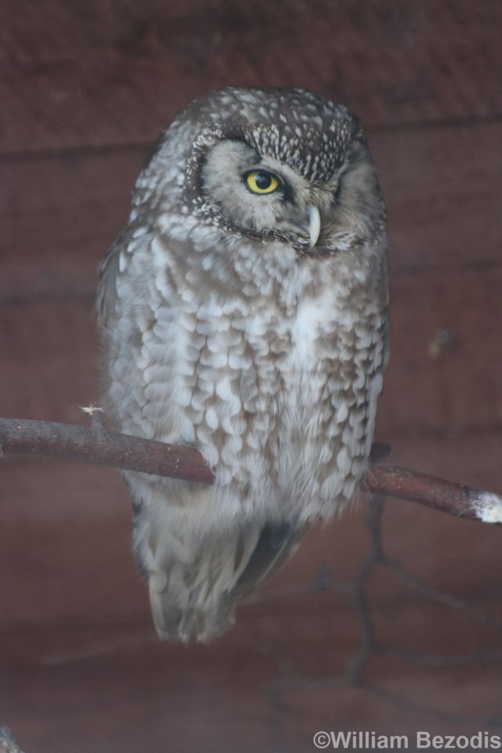 Boreal Owl