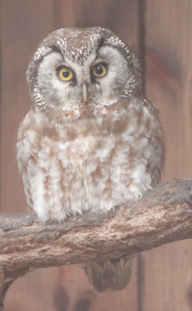 Boreal owl