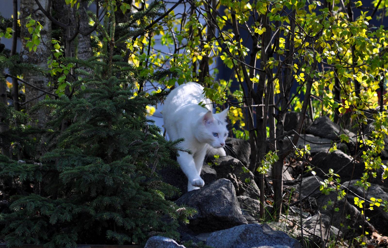 Boreal Snow Panther - Alaska