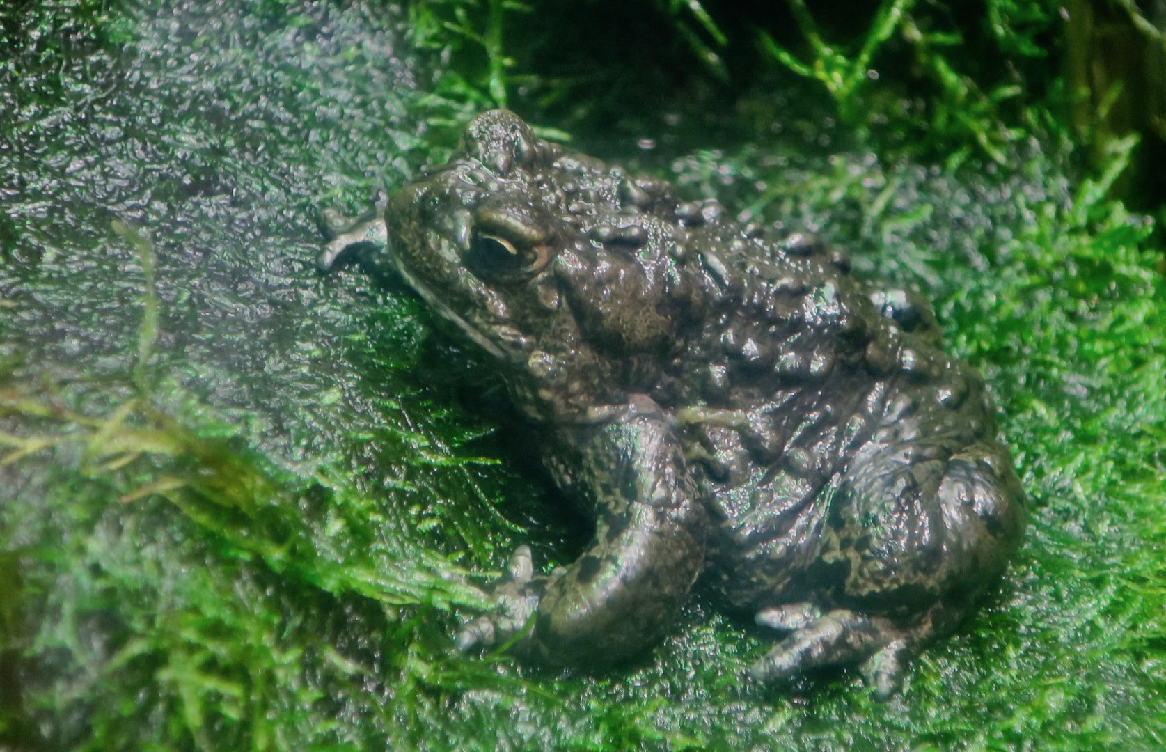 Boreal Toad (Anaxyrus boreas boreas)