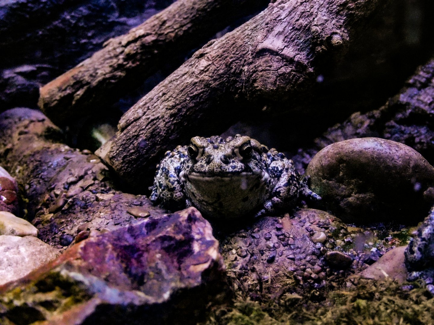 Boreal Toad-LLPA