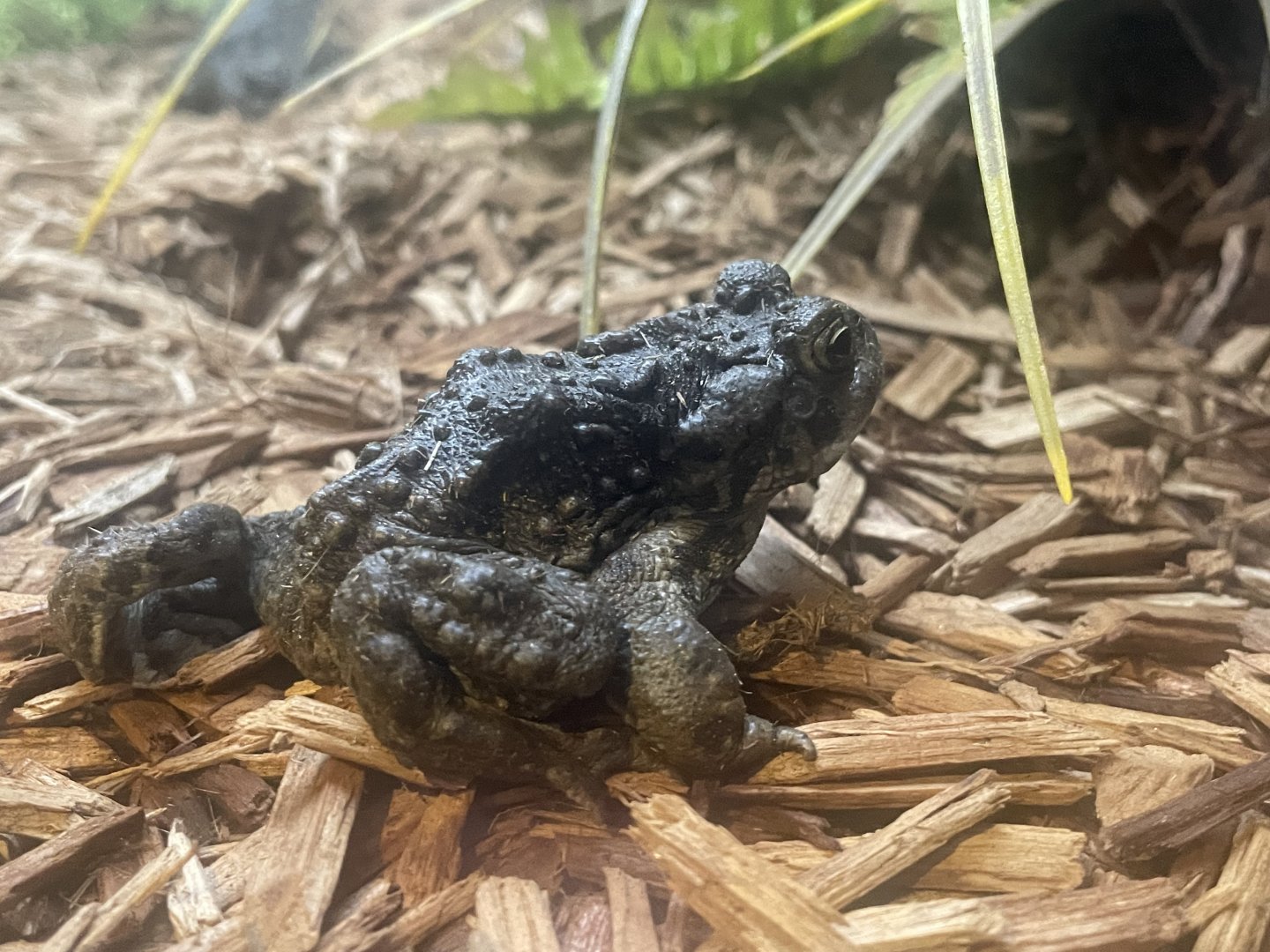 Boreal Toad