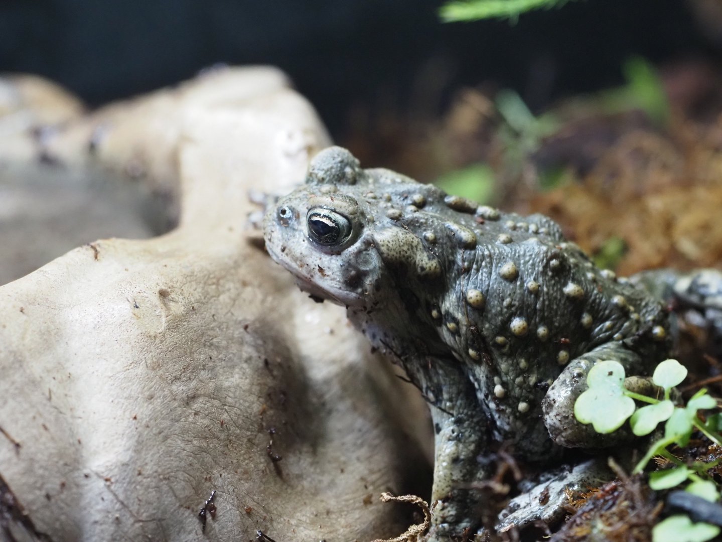 Boreal Toad