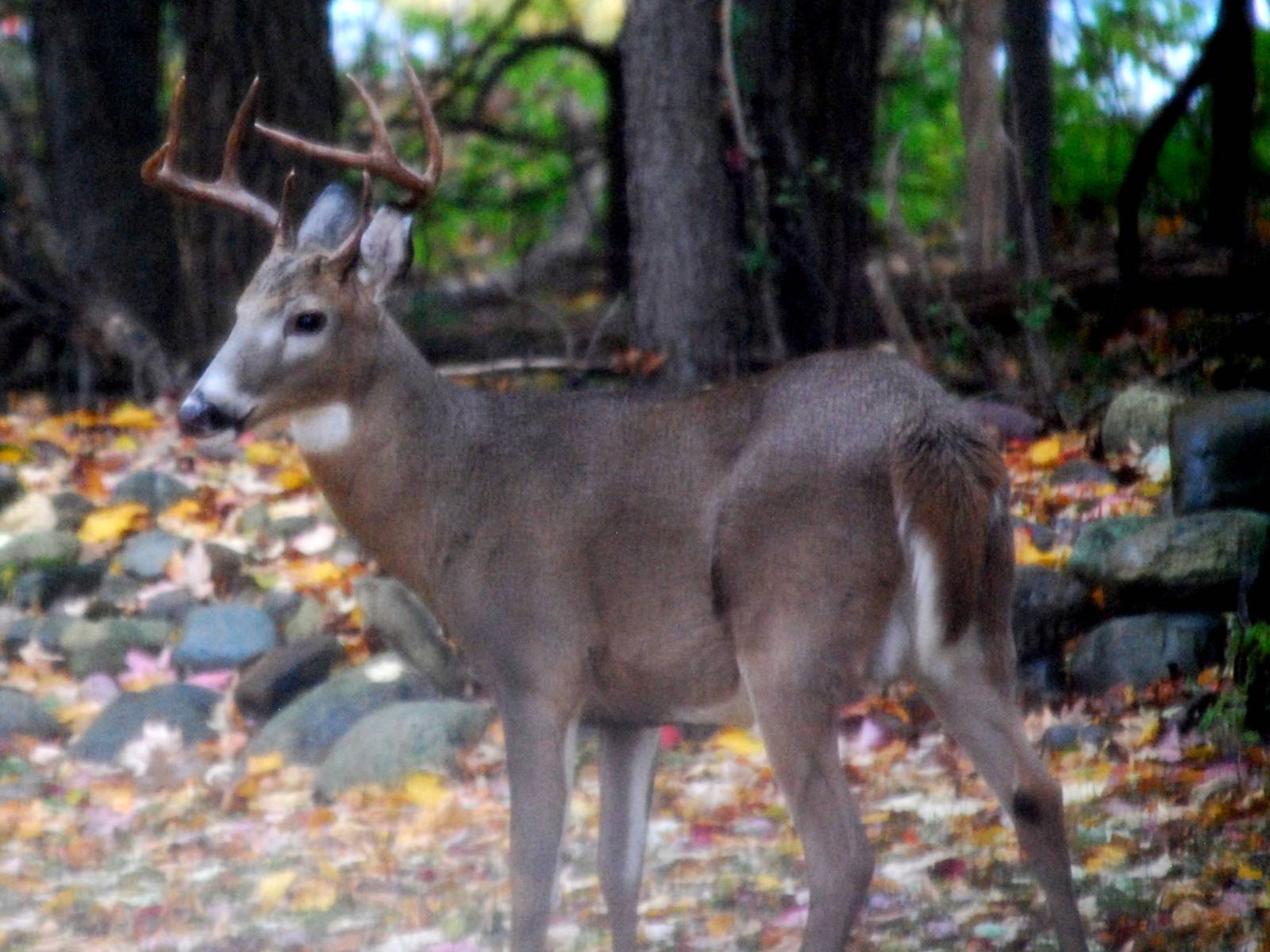 Boreal White Tailed Deer