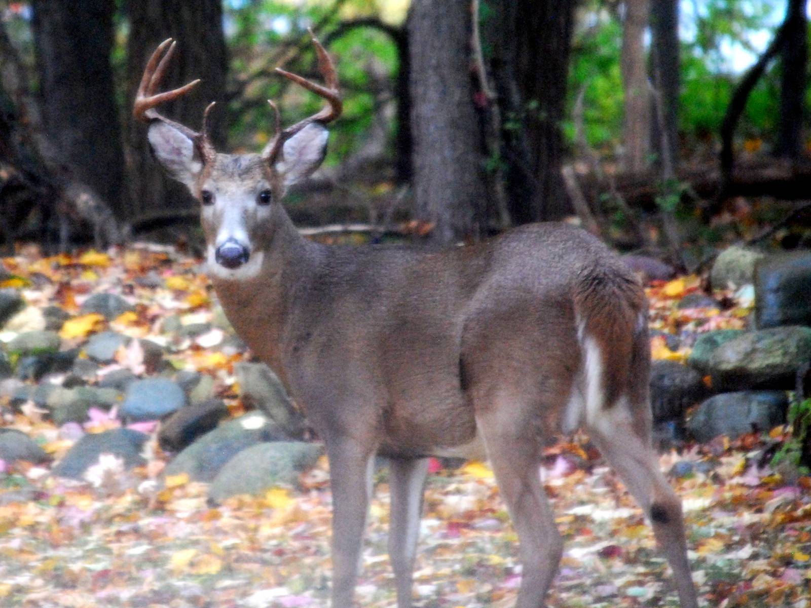 Boreal White Tailed Deer