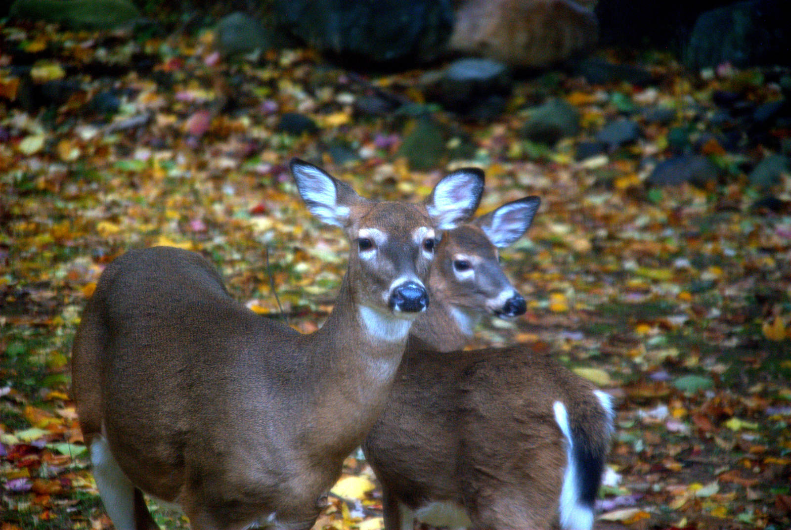 Boreal White Tailed Deer