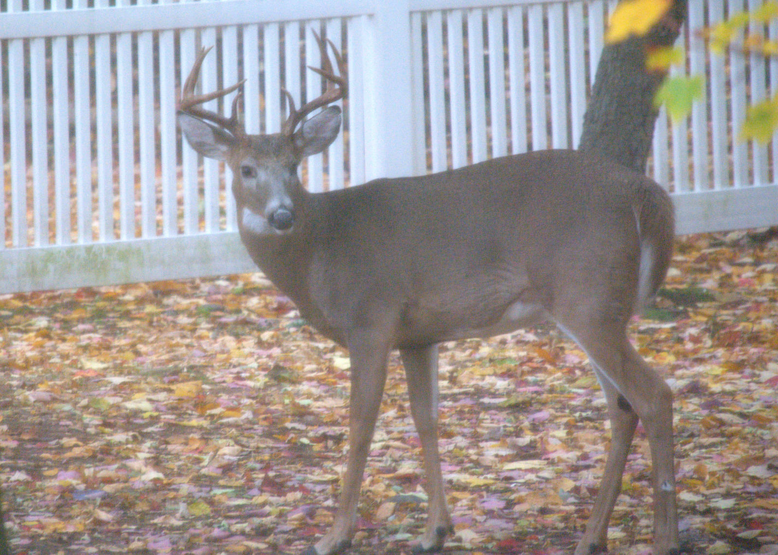 Boreal White Tailed Deer