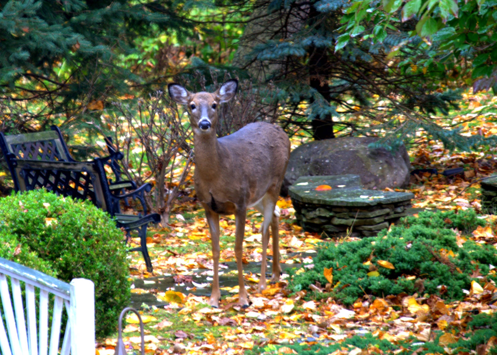 Boreal White Tailed Deer