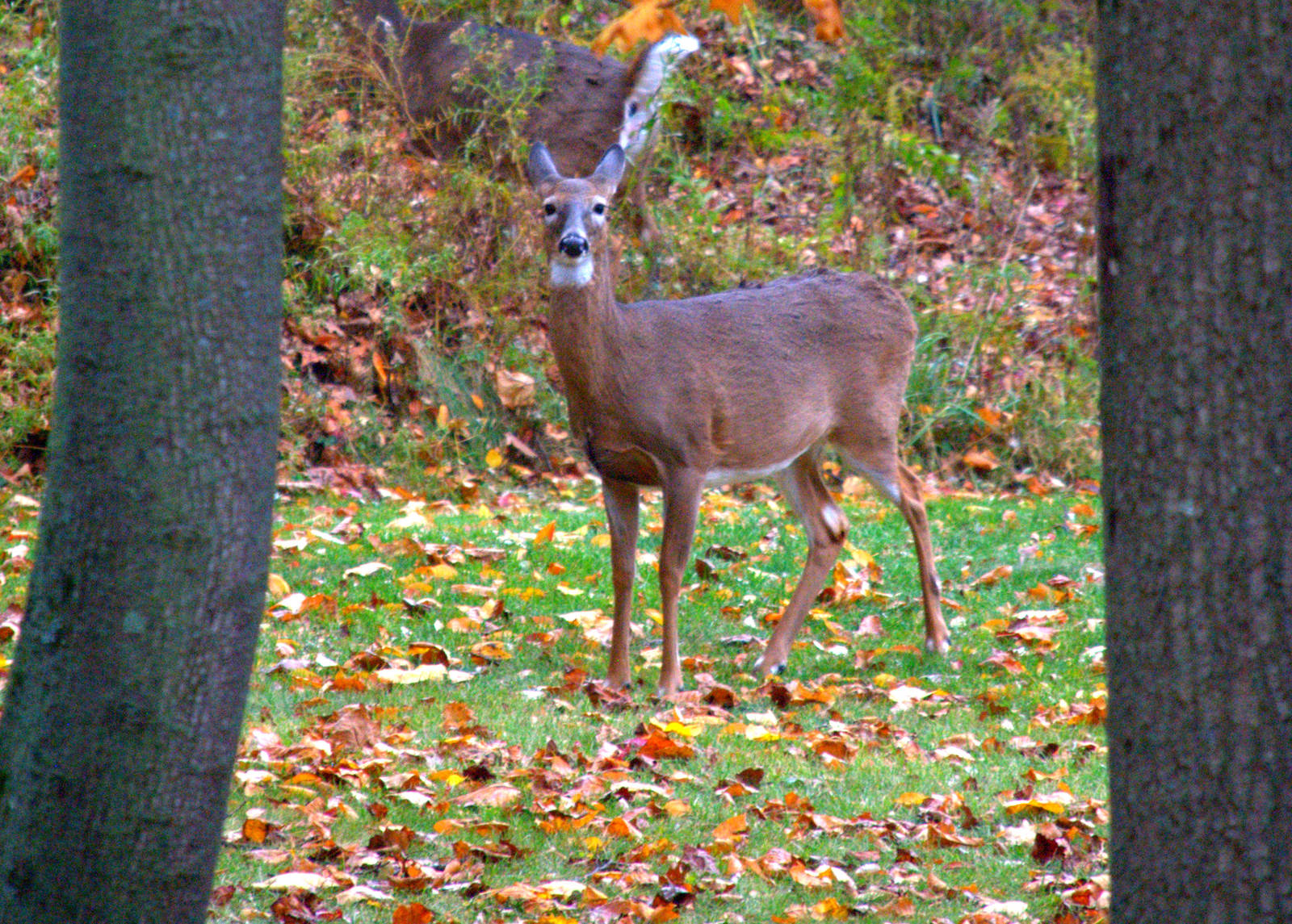 Boreal White Tailed Deer