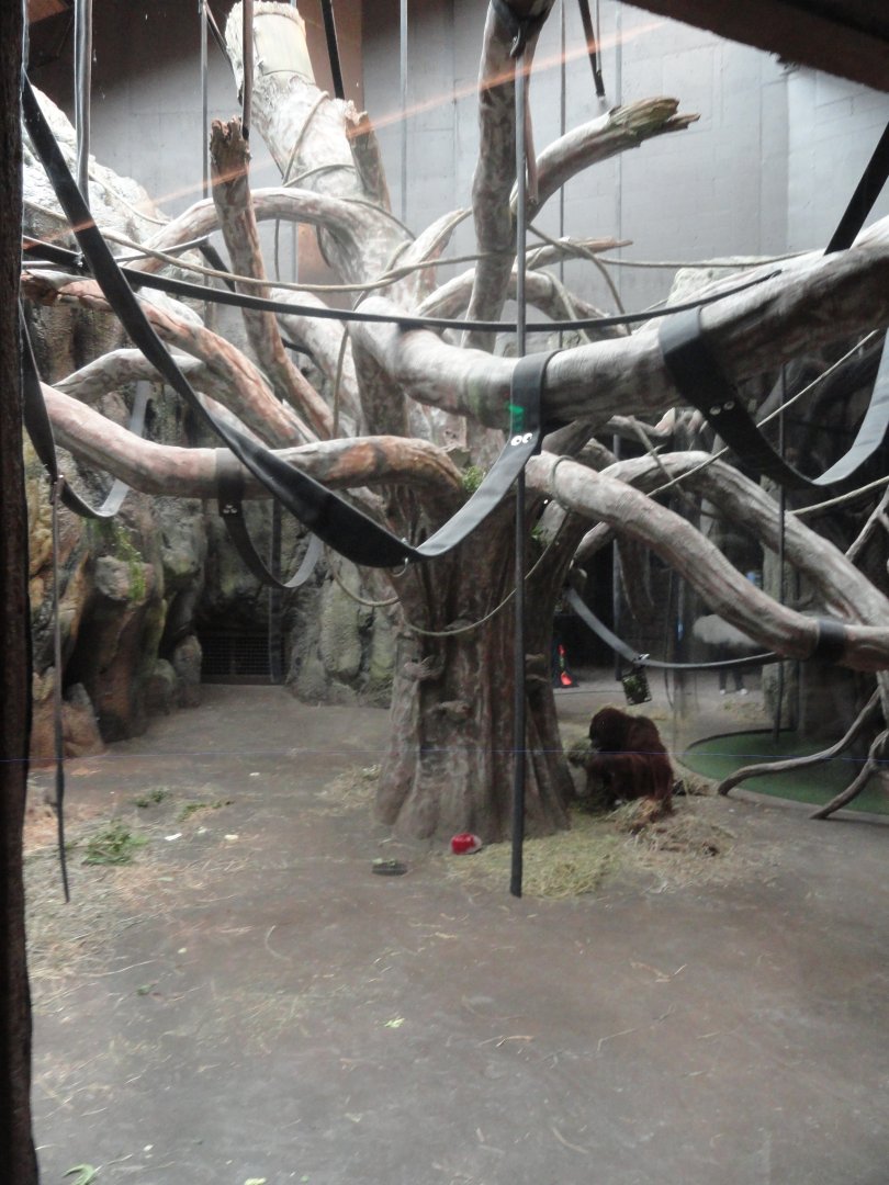 Borean Orangutan Indoor Exhibit