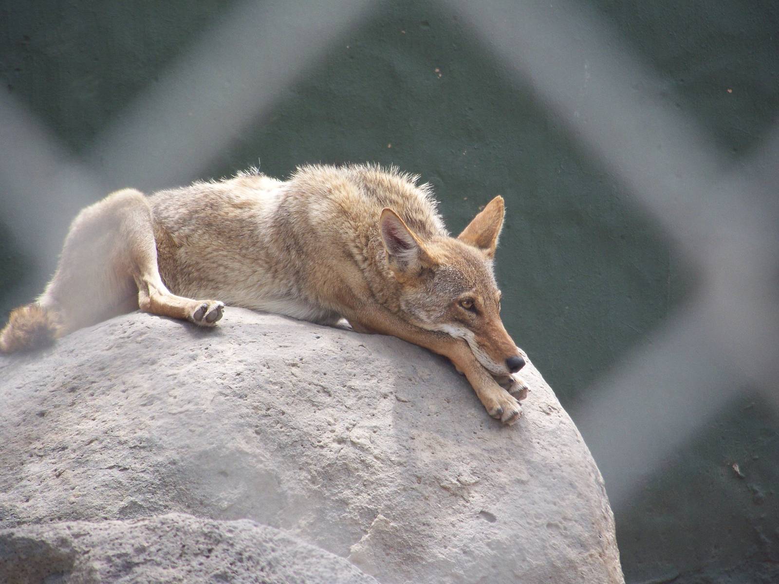 Bored Coyote