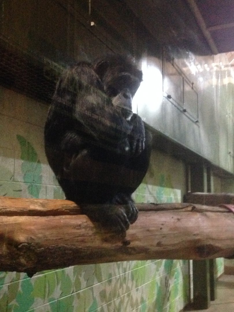 Bored-looking chimpanzee, 9th July 2019