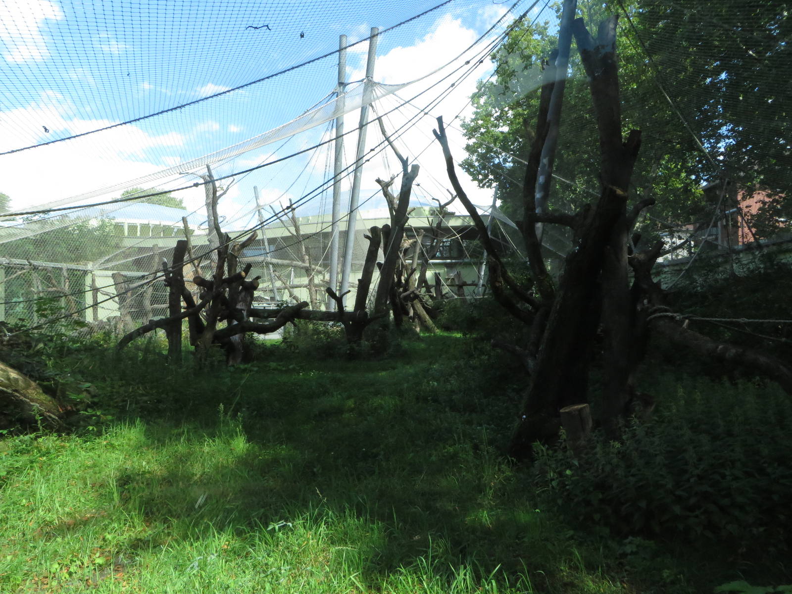 Borgori house - bonobo outdoors