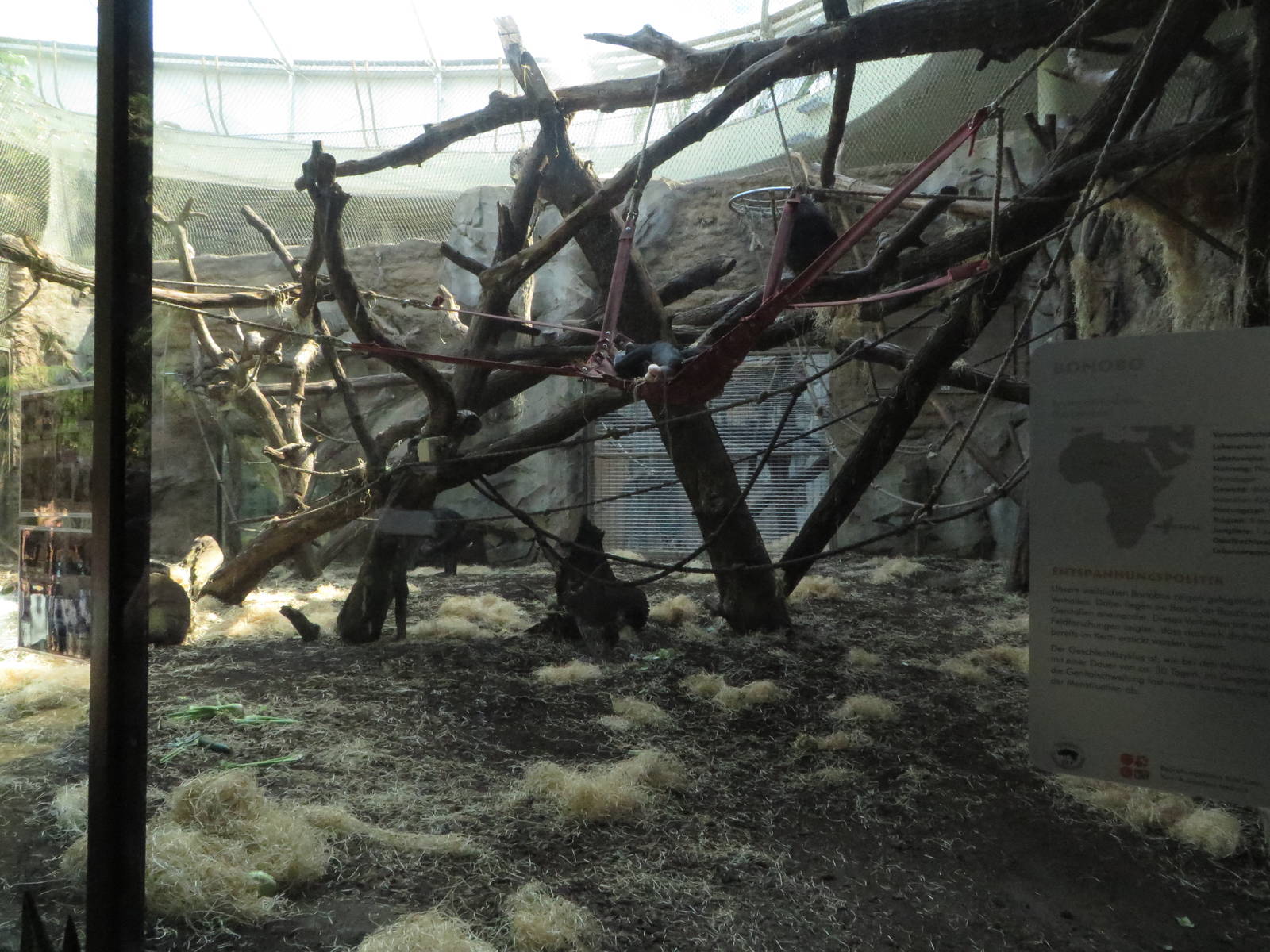 Borgoriwald - Bonobo indoors