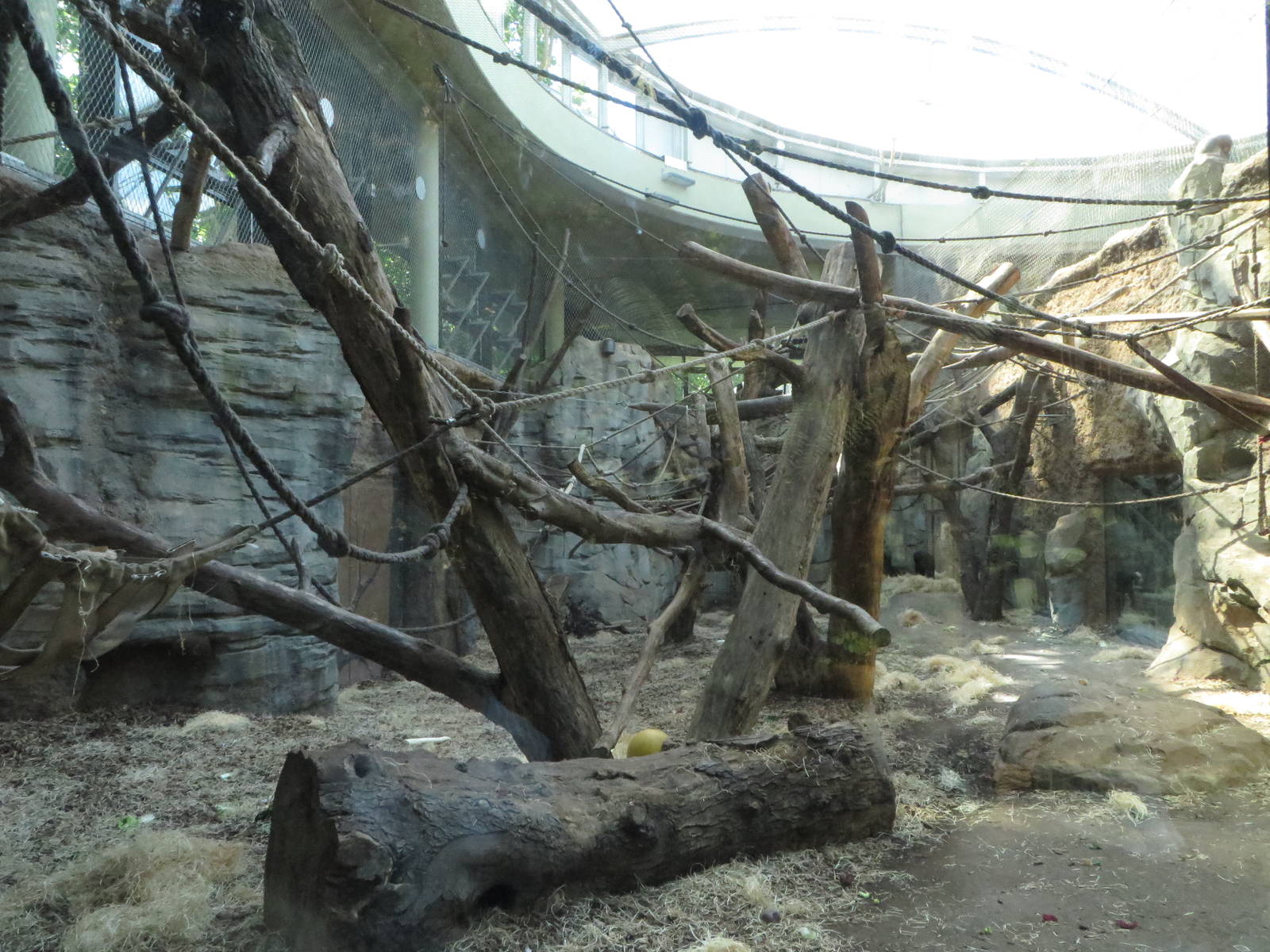 Borgoriwald - bonobo indoors