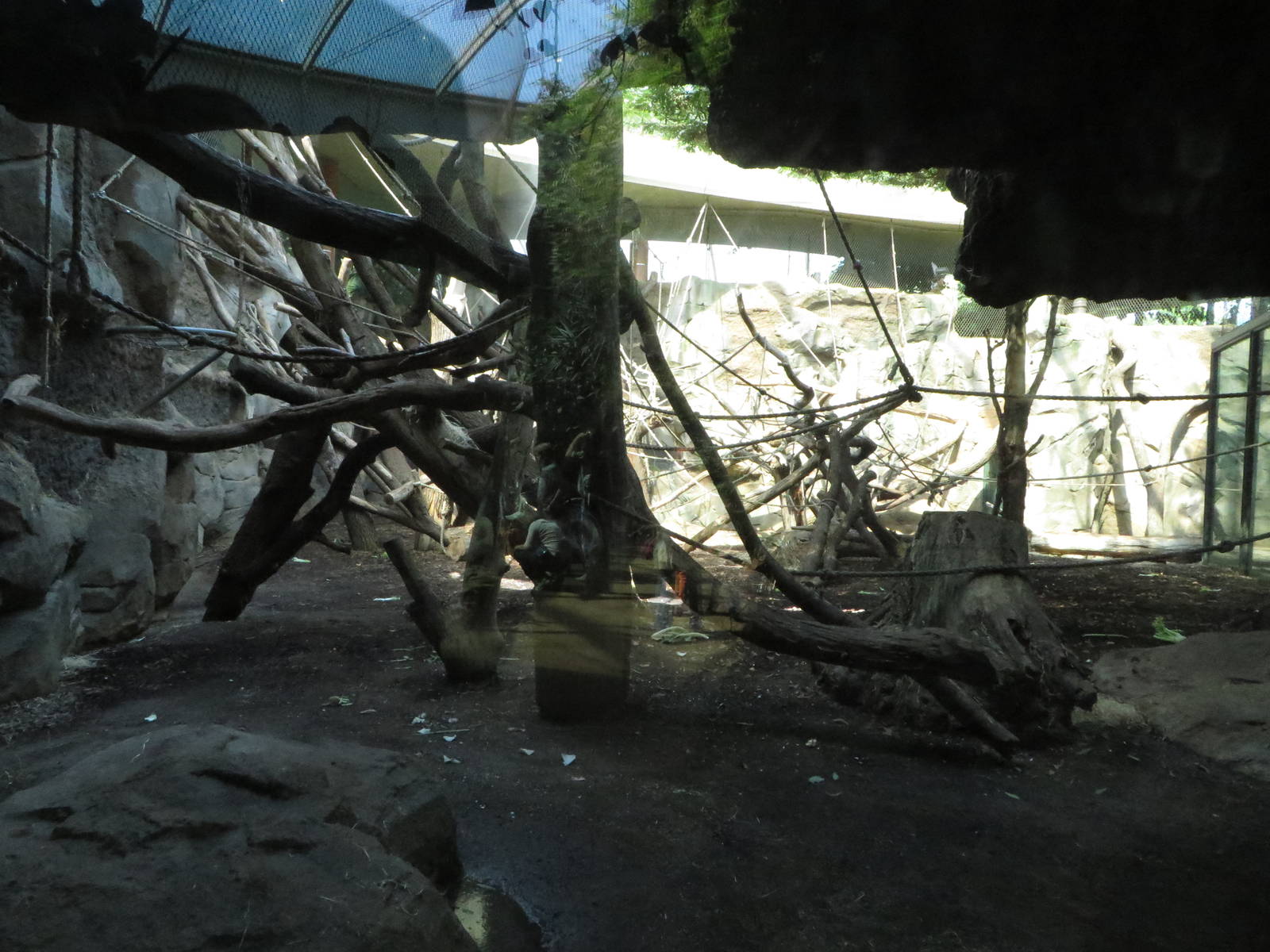 Borgoriwald - gorilla indoors