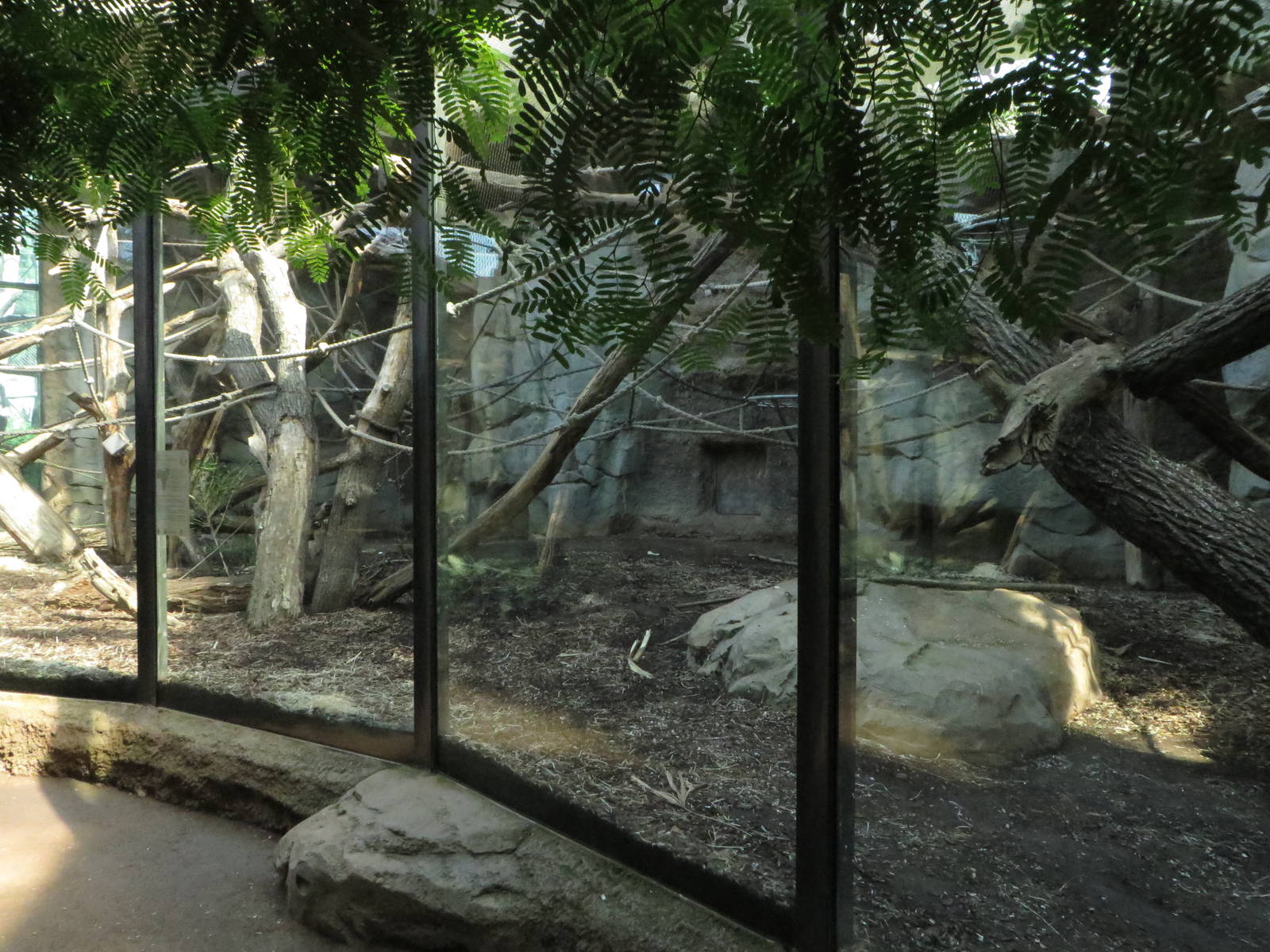 Borgoriwald - gorilla indoors