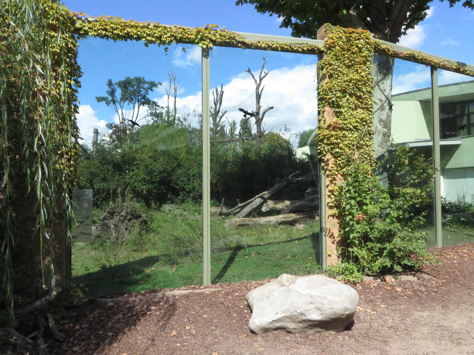 Borgoriwald - Gorilla outdoors