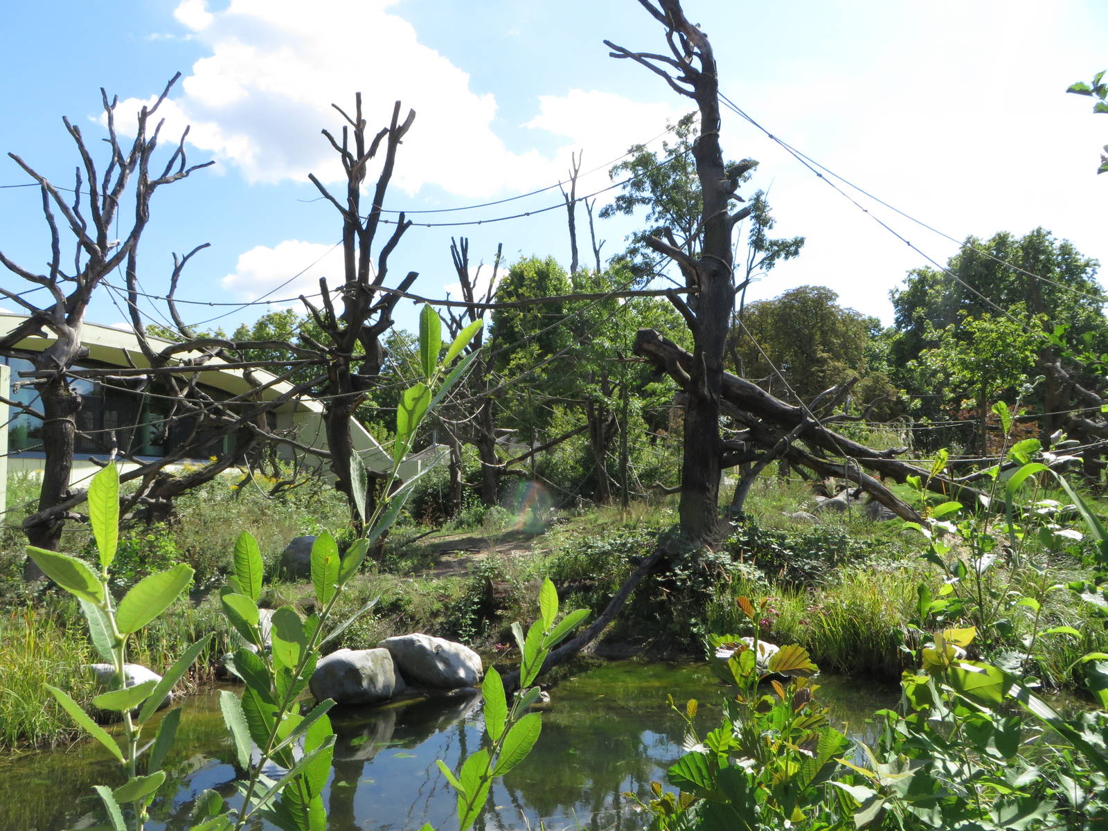 Borgoriwald - gorilla outdoors