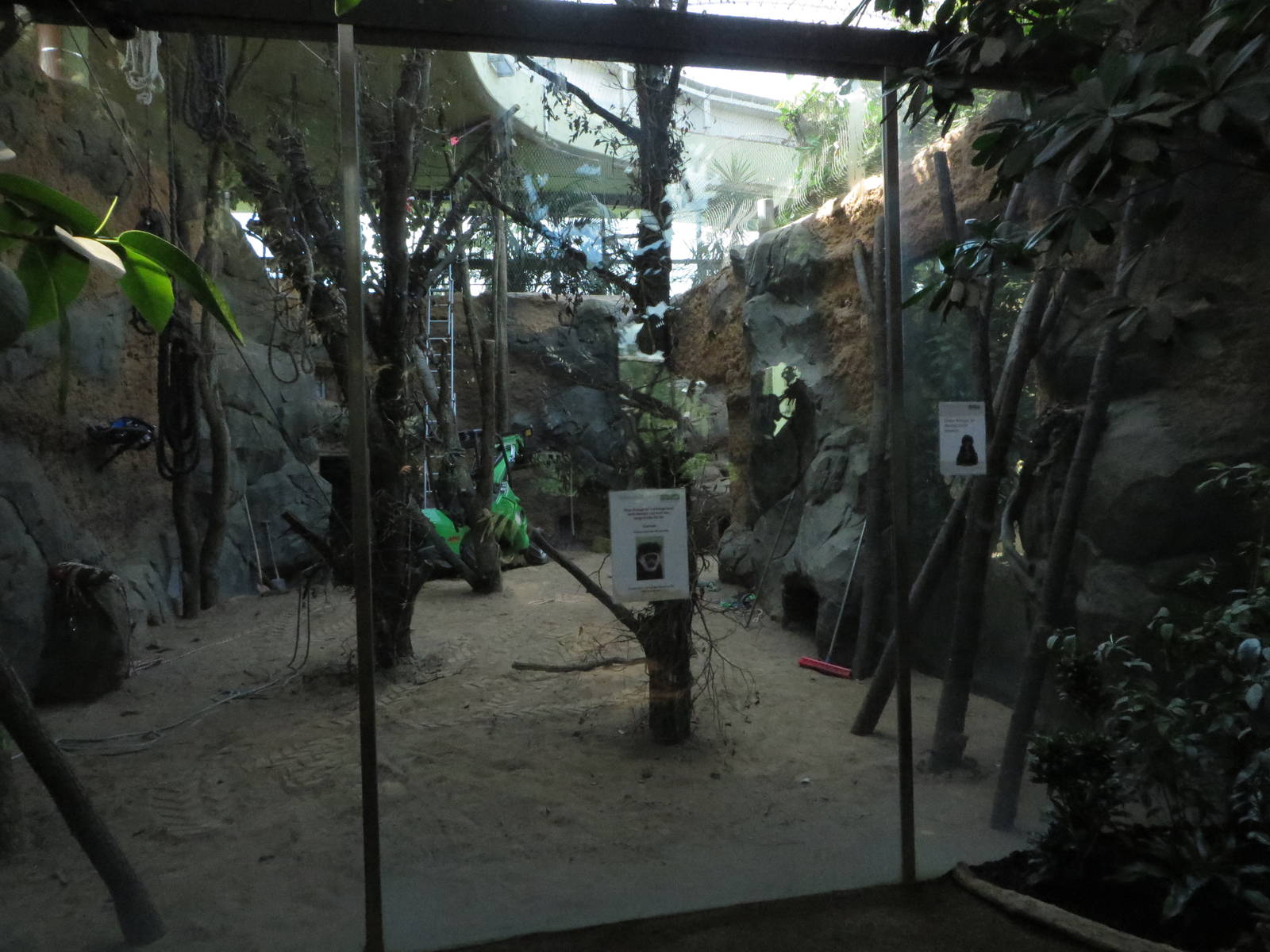 Borgoriwald - guereza indoors