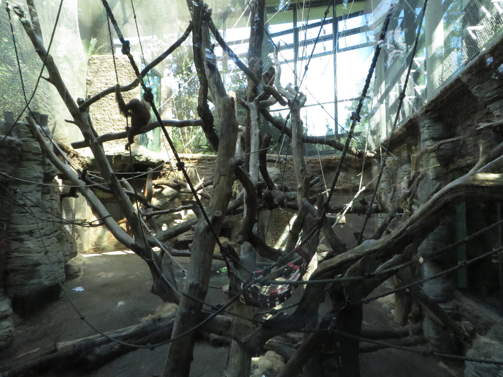 Borgoriwald - Orang utan indoors