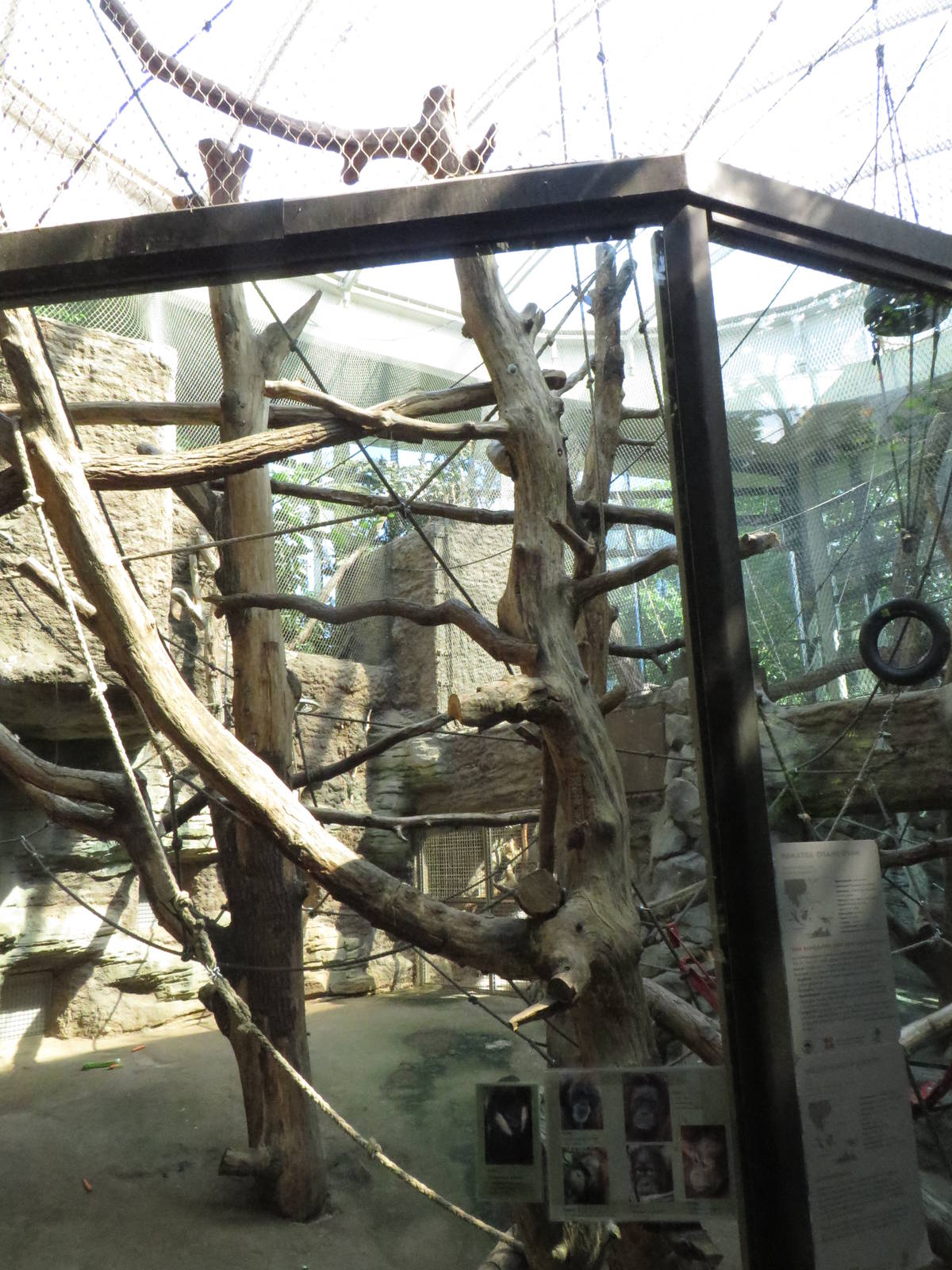 Borgoriwald - Orang utan indoors