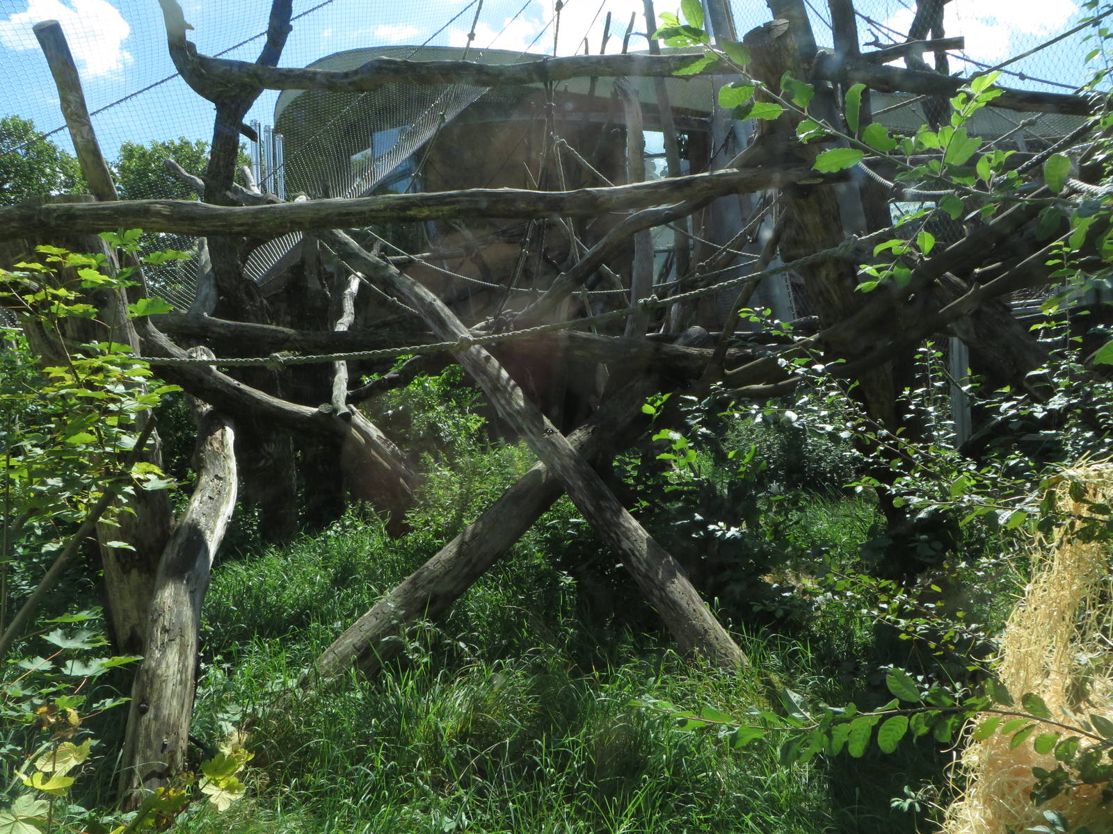 Borgoriwald - orang utan outdoors