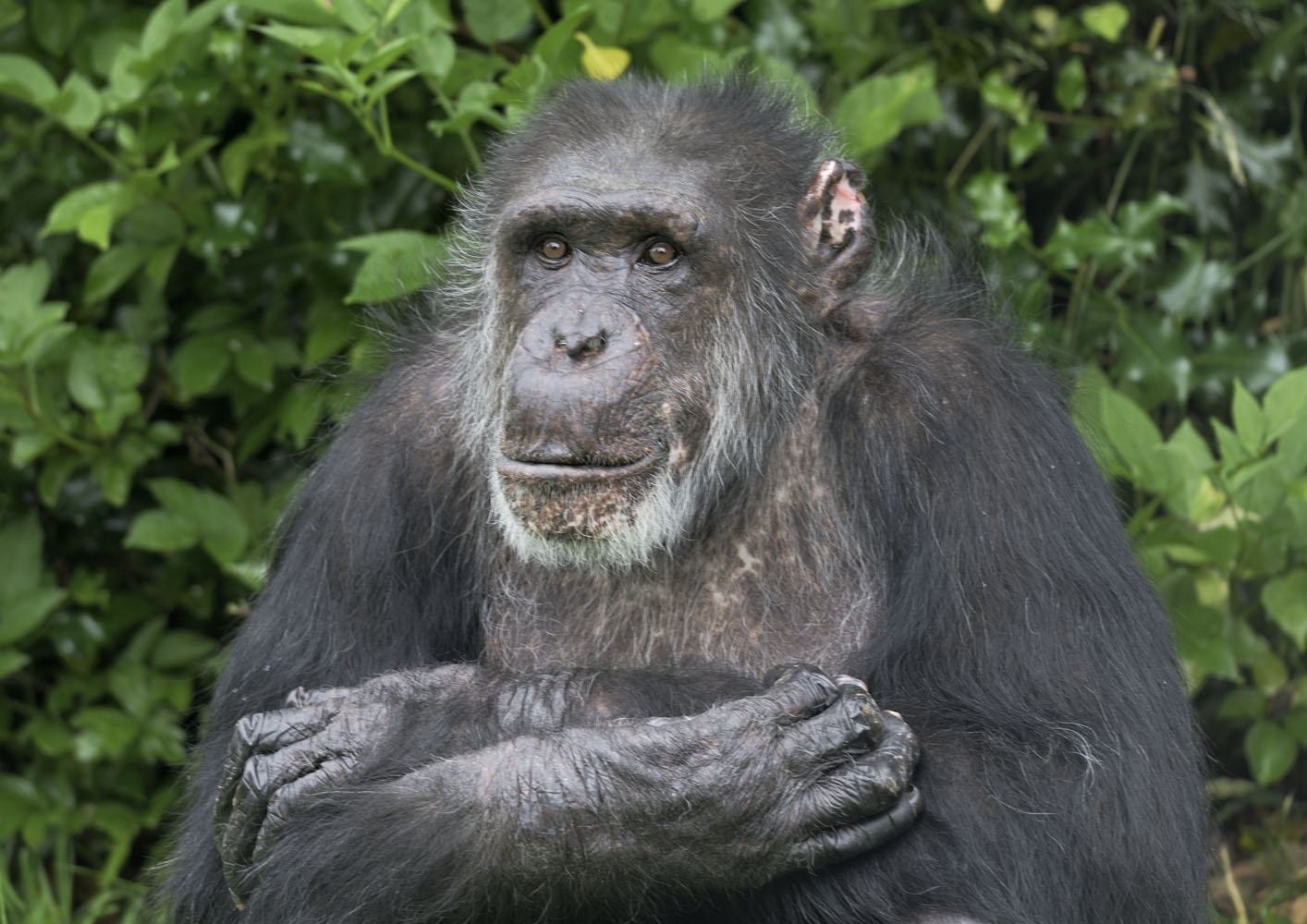 Boris after plastic surgery