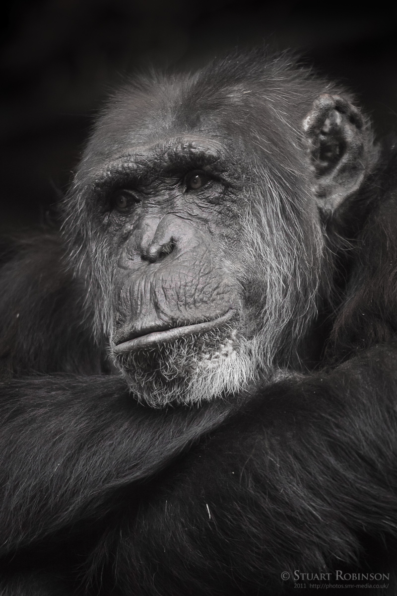 Boris - Chimpanzee at Chester Zoo