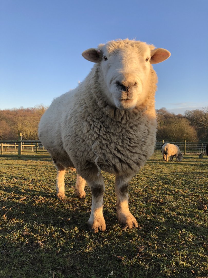 Boris, Devon Closewool ram