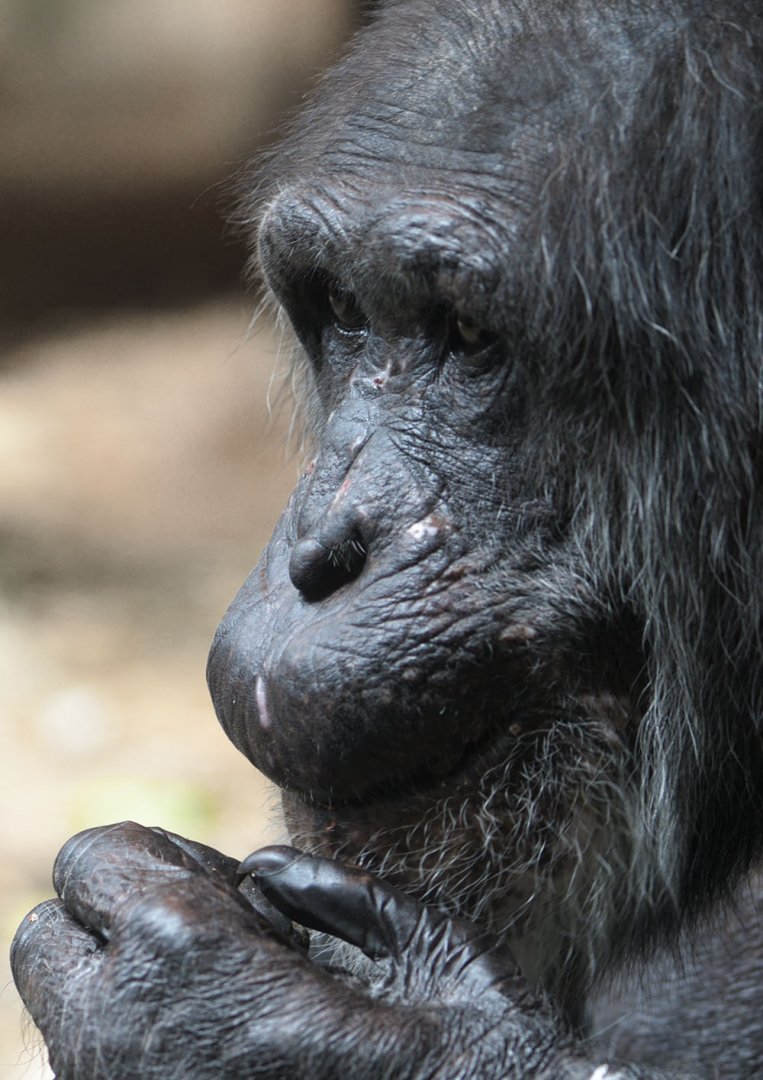Boris enjoying a nut