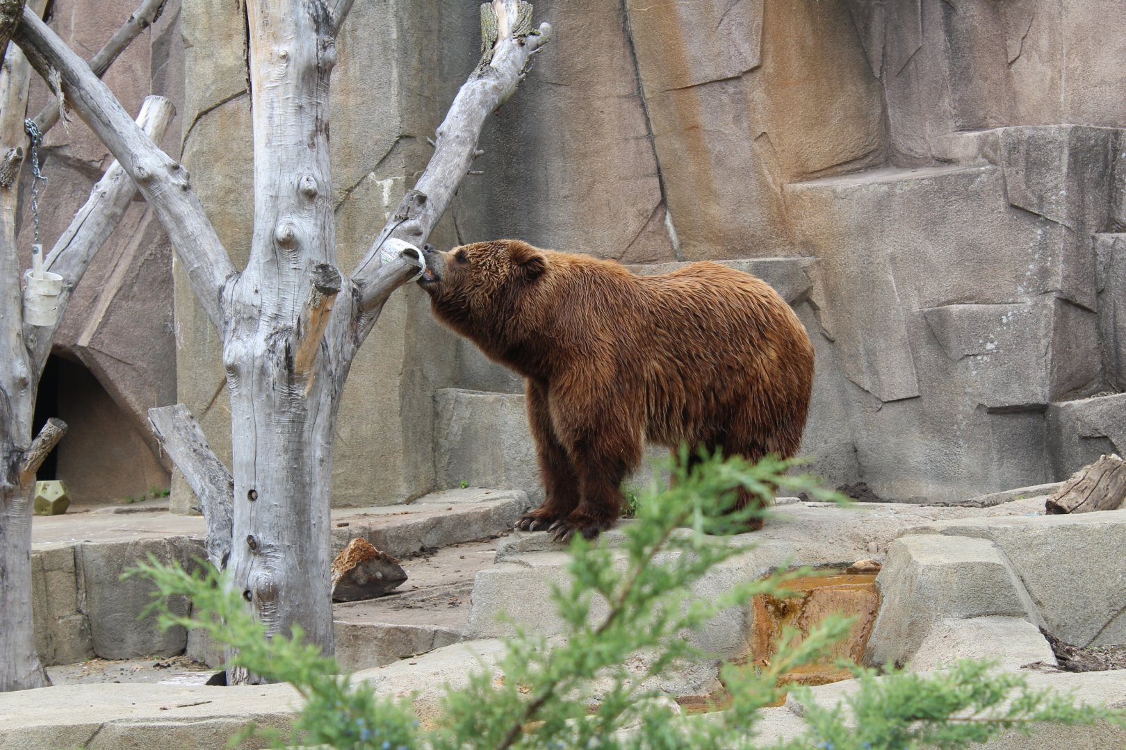 Boris the Brown Bear