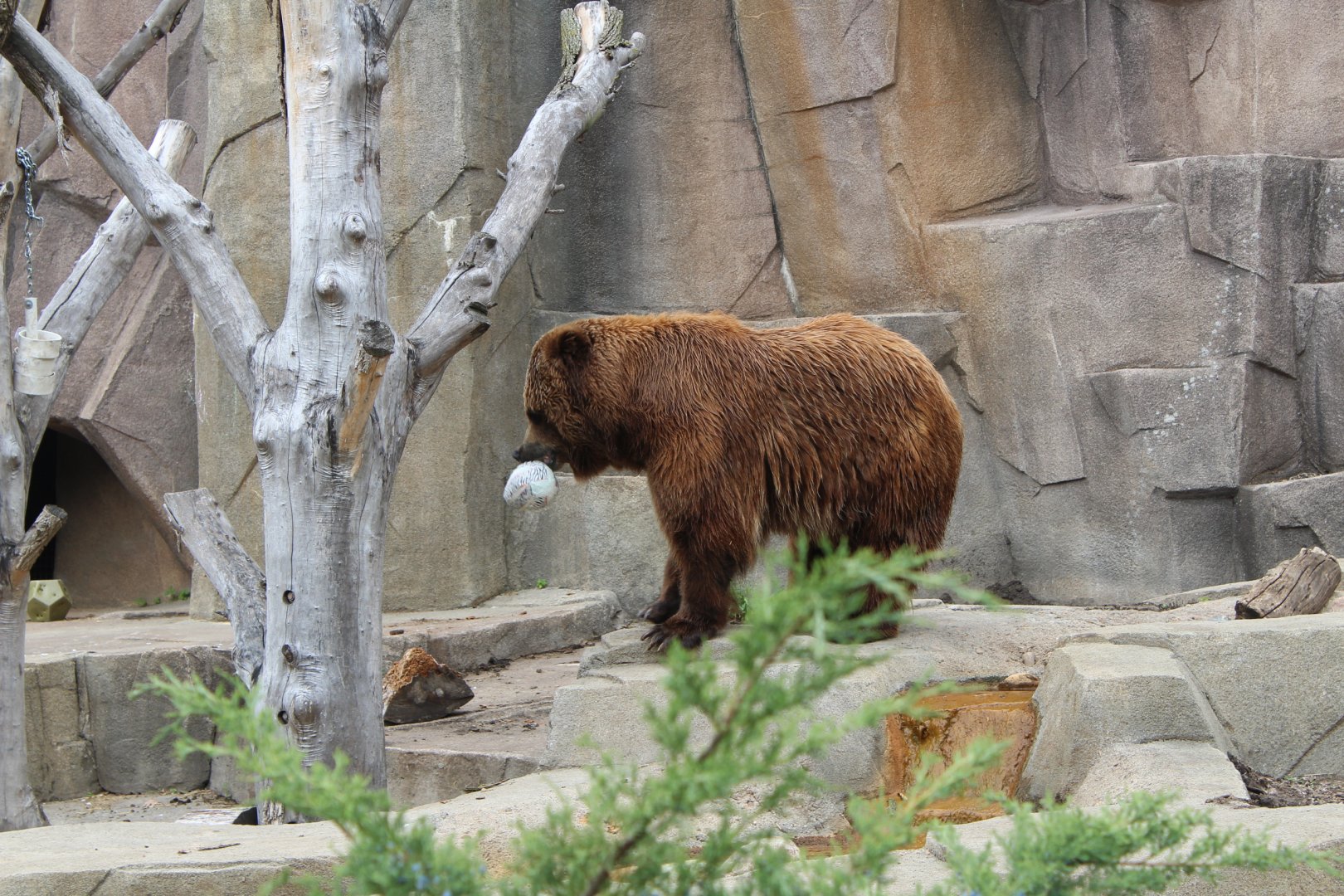 Boris the Brown Bear