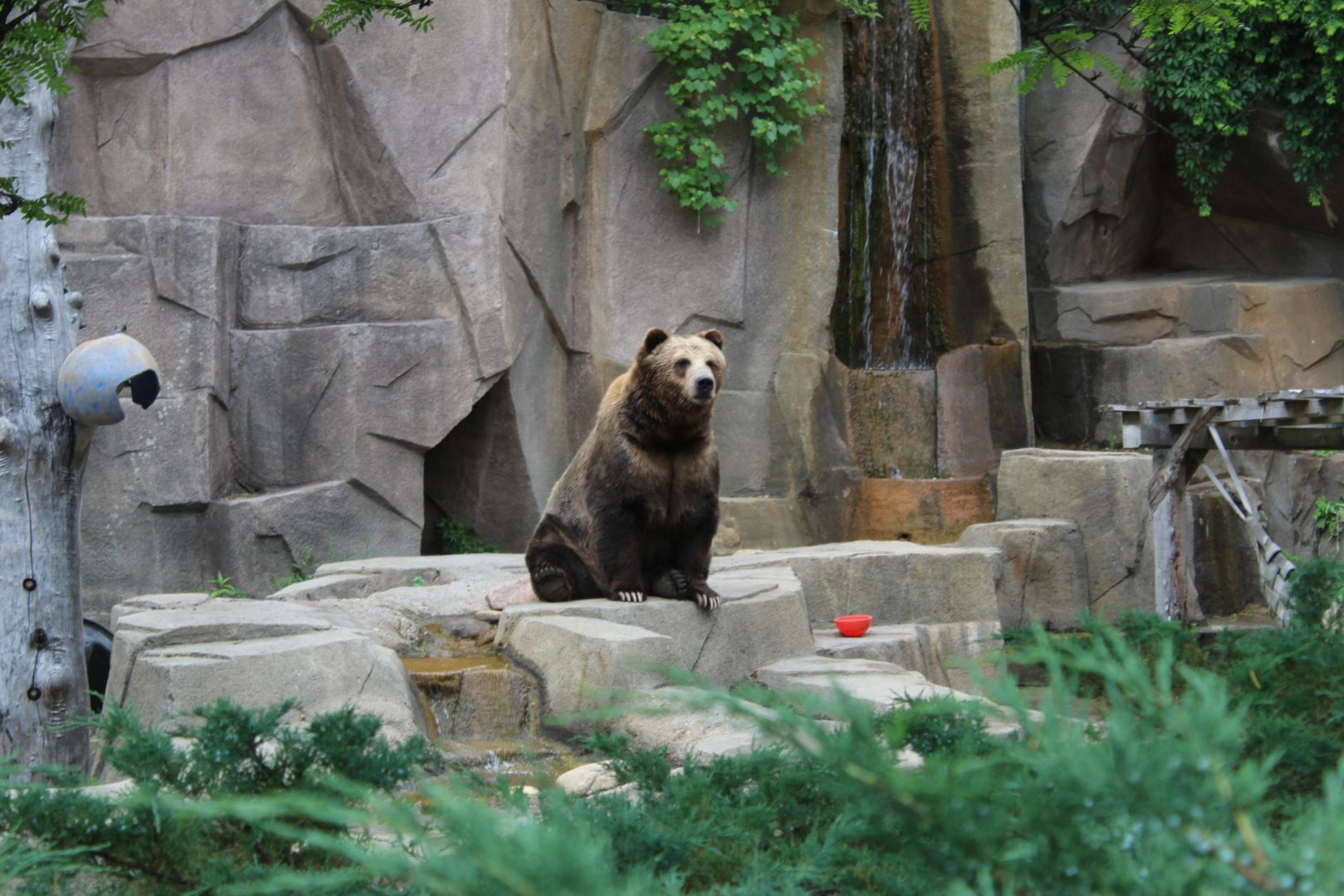 Boris the Brown Bear