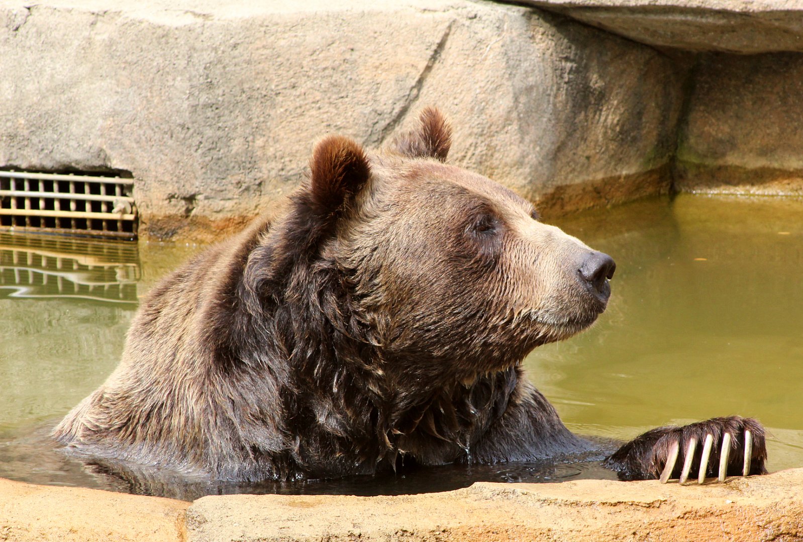 Boris the Brown Bear