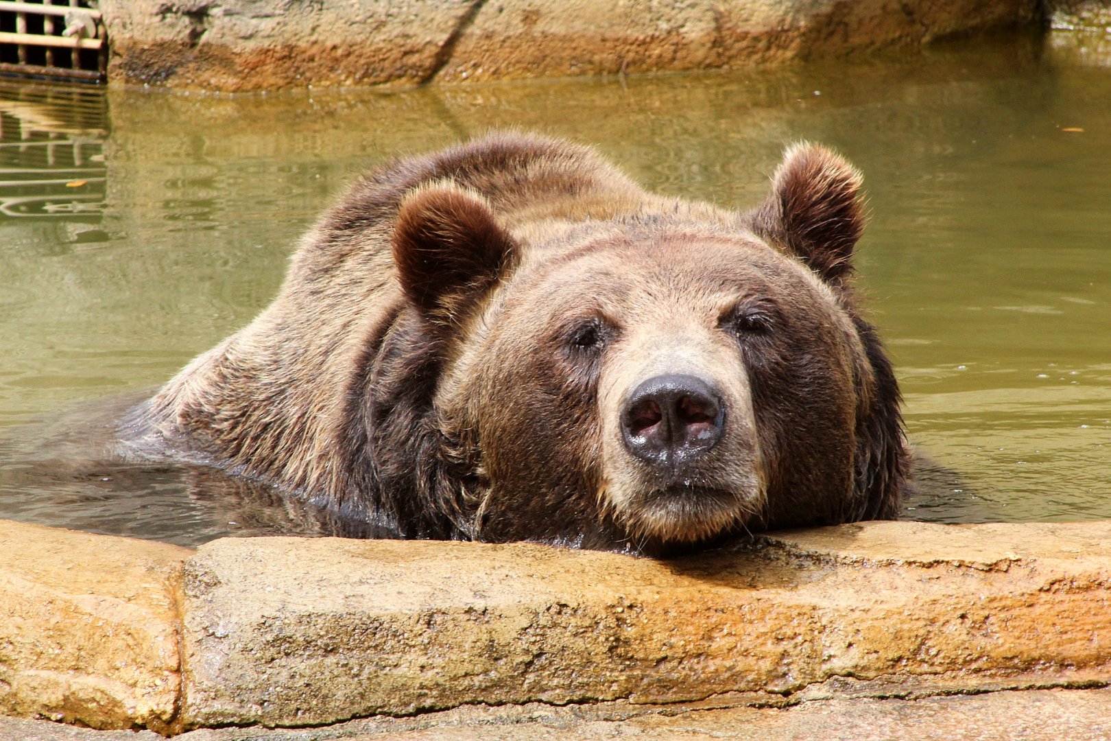 Boris the Brown Bear