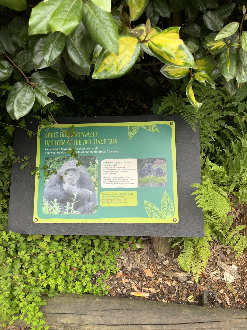 Boris the chimpanzee sign 29.6.24