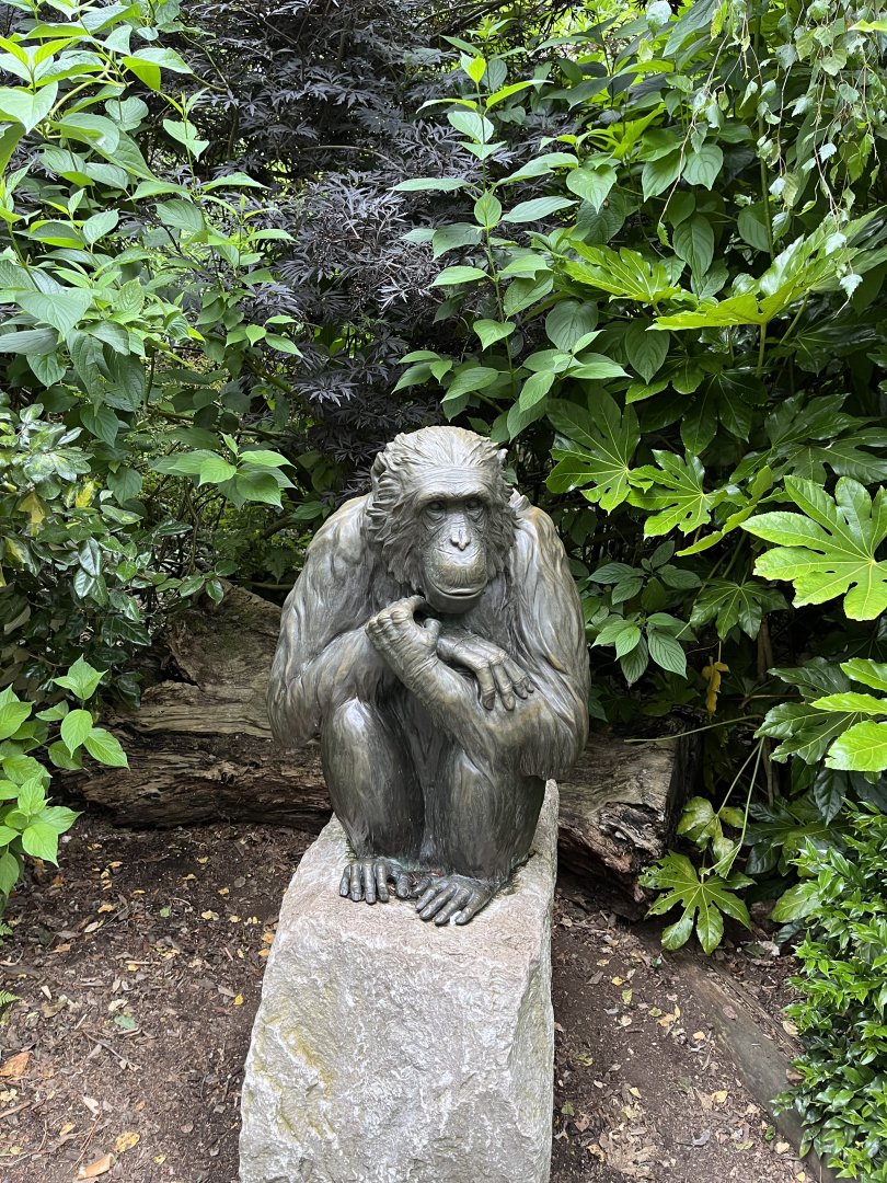 Boris the chimpanzee statue 29.6.24