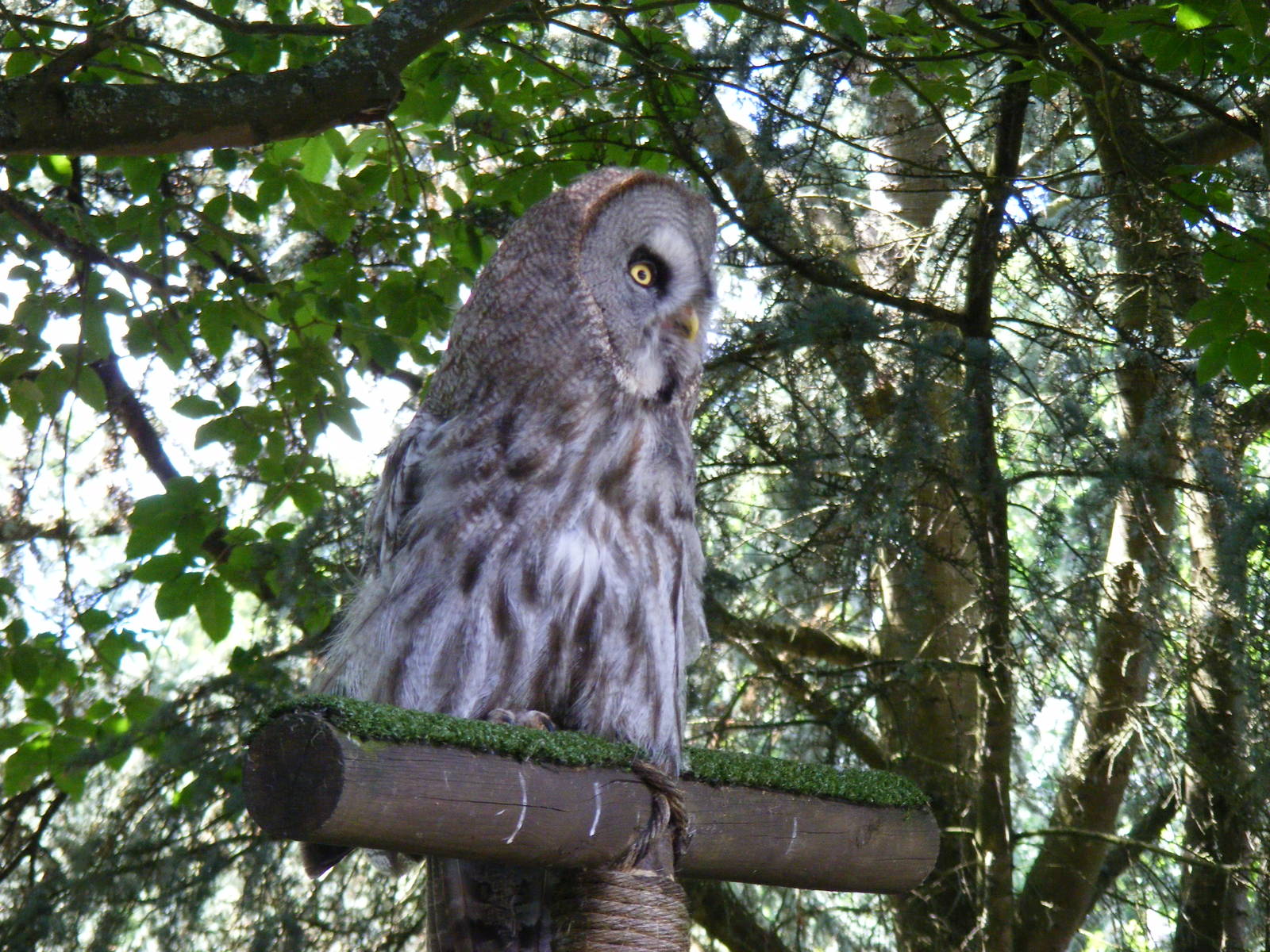 Boris the great grey owl at Birdworld, 20 June 2010