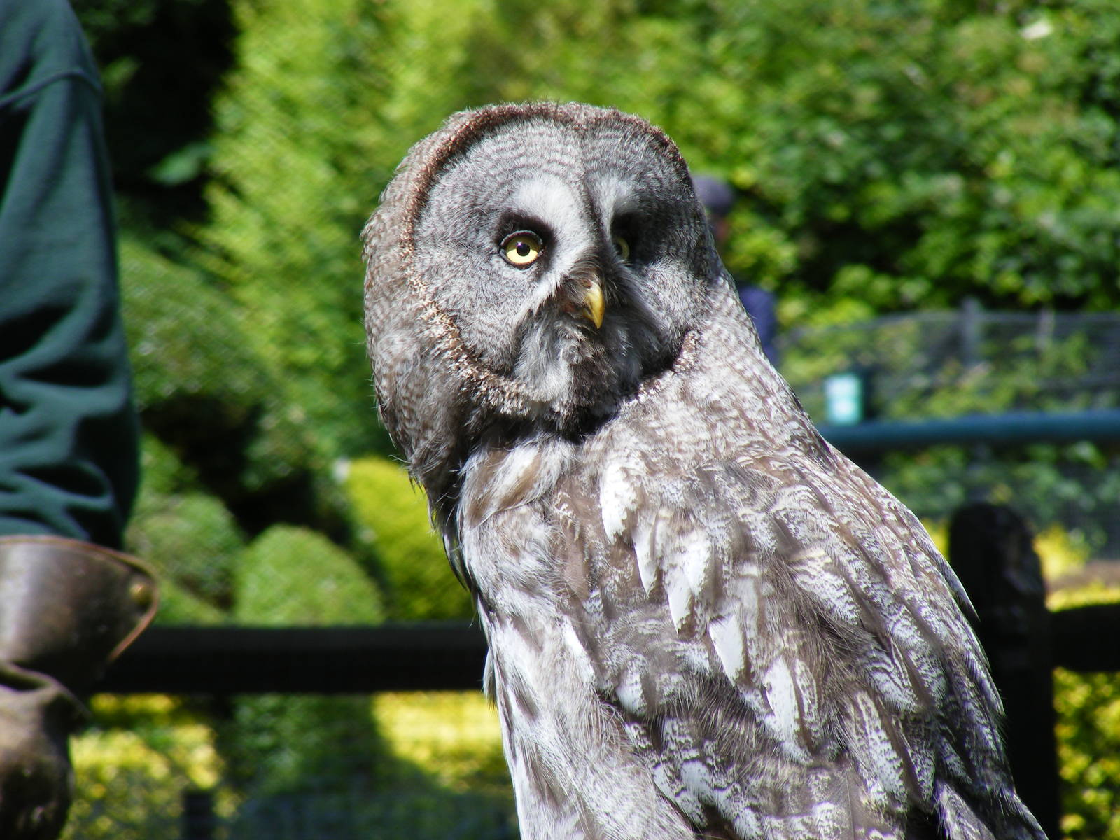 Boris the great grey owl at Birdworld, 20 June 2010