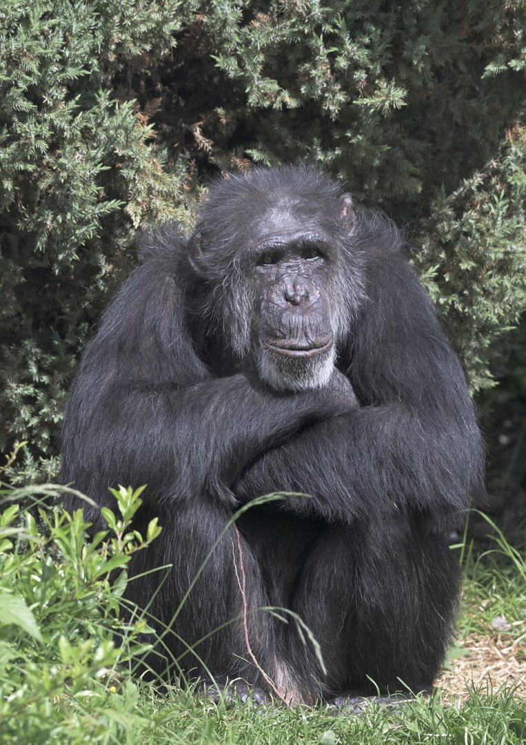 Boris watching the world go by