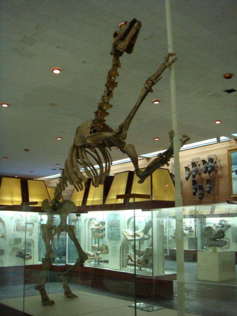 Borissiakia betpakdalensis skeleton