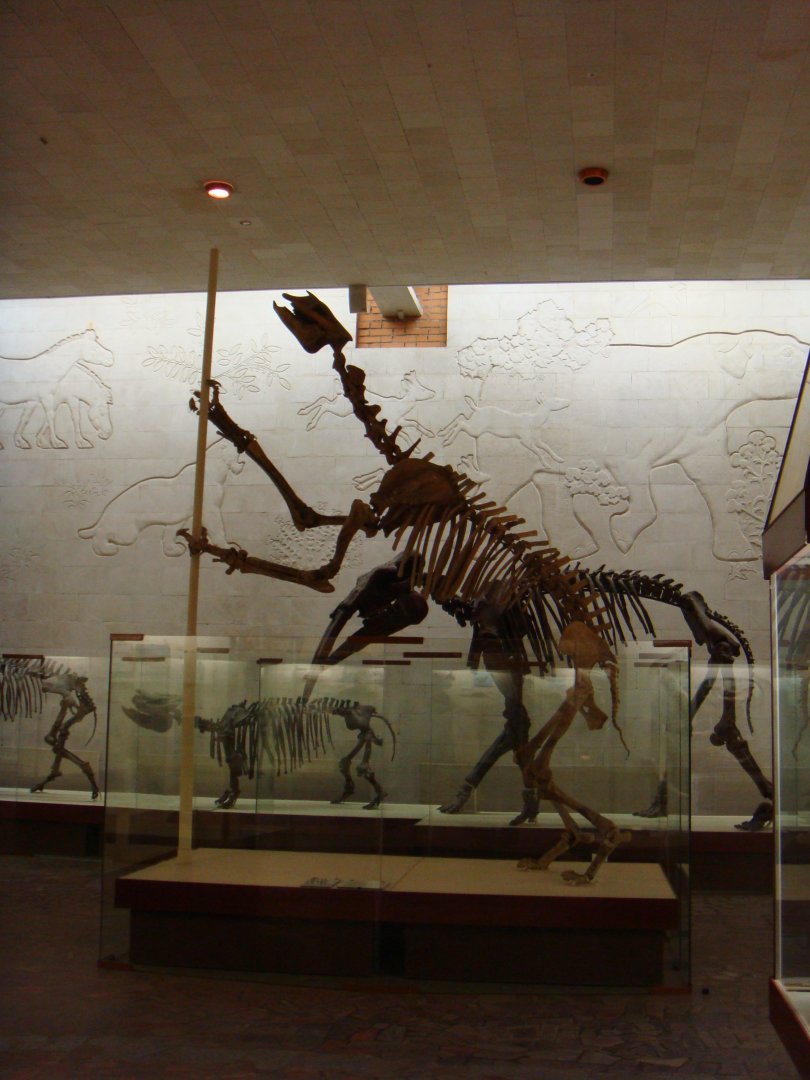 Borissiakia betpakdalensis skeleton